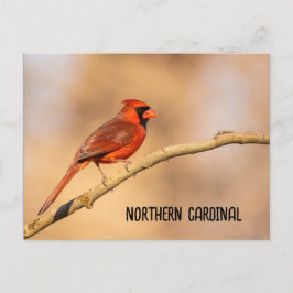 北（鳥）ショウジョウコウカンチョウ ポストカード