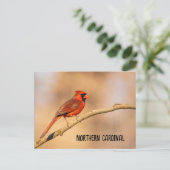 北（鳥）ショウジョウコウカンチョウ ポストカード (スタンド正面)