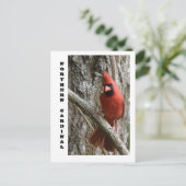 北（鳥）ショウジョウコウカンチョウ ポストカード (スタンド正面)