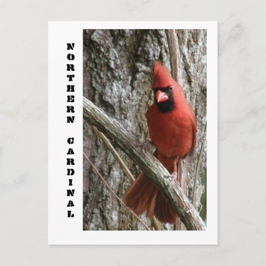北（鳥）ショウジョウコウカンチョウ ポストカード (正面)