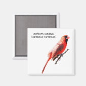 北(鳥)ショウジョウコウカンチョウ マグネット (正面/裏面)