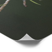 北（鳥）ショウジョウコウカンチョウ、枢機卿、男性 ポスター (角)