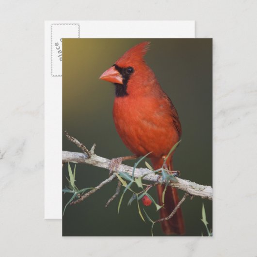 北（鳥）ショウジョウコウカンチョウ、枢機卿、男性 ポストカード (正面/裏面)