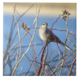 北Mockingbirdフォトタイル タイル