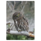 北Pygmy Owlクリップボード クリップボード (裏面)