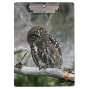 北Pygmy Owlクリップボード クリップボード