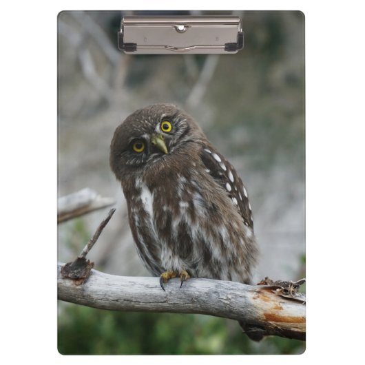 北Pygmy Owlクリップボード クリップボード (正面)