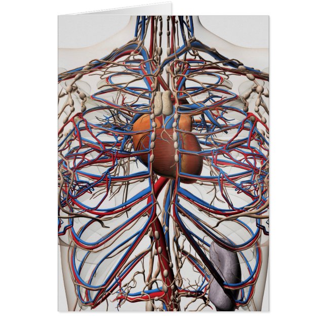 医学的イラストレーションの女性胸動脈 (正面)