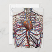 医学的イラストレーションの女性胸動脈 ポストカード (正面/裏面)