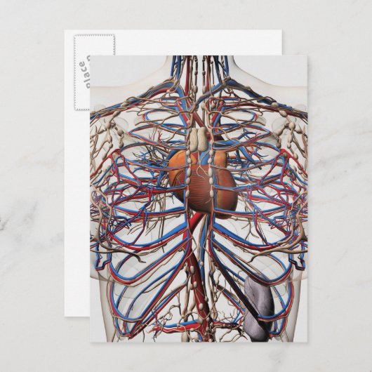 医学的イラストレーションの女性胸動脈 ポストカード (正面/裏面)