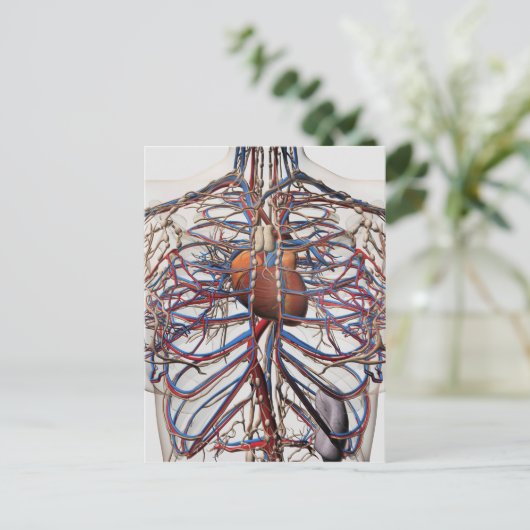 医学的イラストレーションの女性胸動脈 ポストカード (スタンド正面)