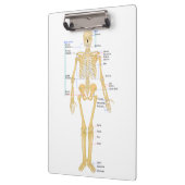 医師の骨格 クリップボード (左)