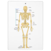 医師の骨格 クリップボード (裏面)