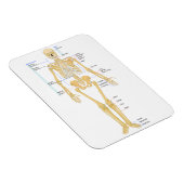 医師の骨格 マグネット (右側)