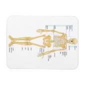 医師の骨格 マグネット (横)