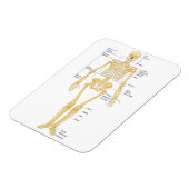 医師の骨格 マグネット (左側)