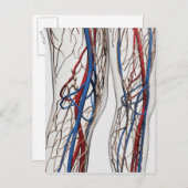 医療イラストレーション動脈1 ポストカード (正面/裏面)