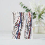 医療イラストレーション動脈1 ポストカード (スタンド正面)