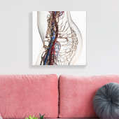 医療イラストレーション動脈2 キャンバスプリント (インサイチュ (リビング))