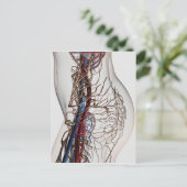 医療イラストレーション動脈2 ポストカード (スタンド正面)