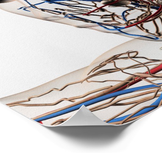 医療イラストレーション型頭動脈2 ポスター (角)