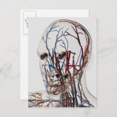 医療イラストレーション型頭動脈2 ポストカード (正面/裏面)