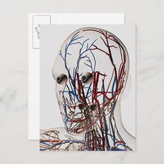 医療イラストレーション型頭動脈2 ポストカード (正面/裏面)