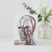 医療イラストレーション型頭動脈2 ポストカード (スタンド正面)