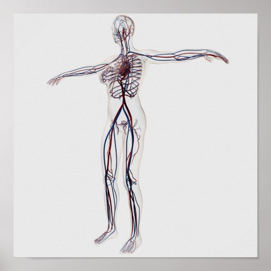 医療イラストレーション：女性循環系2 ポスター (正面)