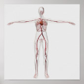 医療イラストレーション:女性循環系3 ポスター (正面)