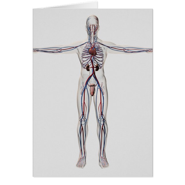 医療イラストレーション：男性生殖器系1 (正面)