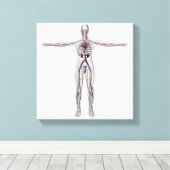 医療イラストレーション：男性生殖器系1 キャンバスプリント (インサイチュ (ウッドフロア))