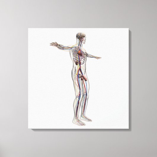 医療イラストレーション：男性生殖器系2 キャンバスプリント (正面)