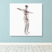 医療イラストレーション：男性生殖器系2 キャンバスプリント (インサイチュ (ウッドフロア))