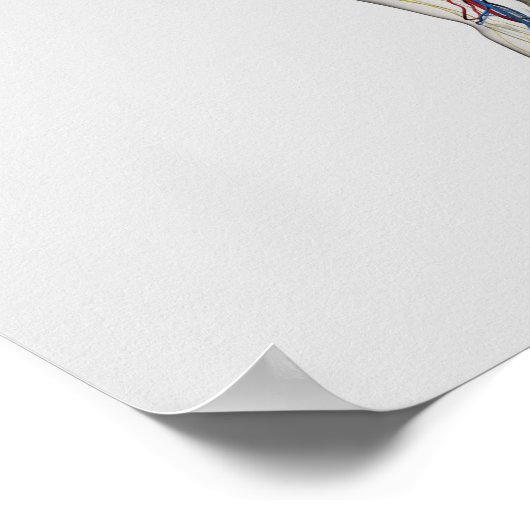 医療イラストレーション:男性生殖器系2 ポスター (角)