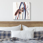 医療イラストレーション：男性生殖器系4 キャンバスプリント (インサイチュ (寝室))