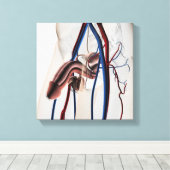 医療イラストレーション：男性生殖器系4 キャンバスプリント (インサイチュ (ウッドフロア))