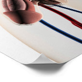 医療イラストレーション：男性生殖器系4 ポスター (角)