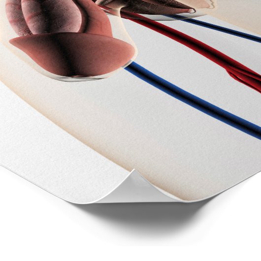 医療イラストレーション：男性生殖器系4 ポスター (角)