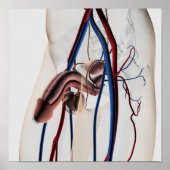 医療イラストレーション：男性生殖器系4 ポスター (正面)