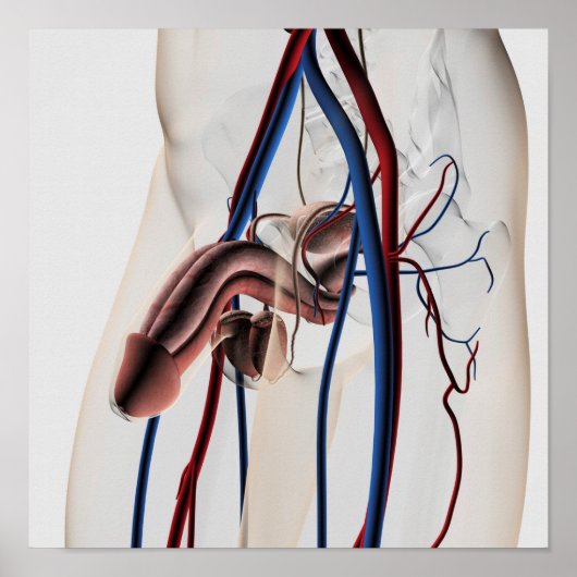 医療イラストレーション：男性生殖器系4 ポスター (正面)