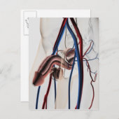 医療イラストレーション：男性生殖器系4 ポストカード (正面/裏面)