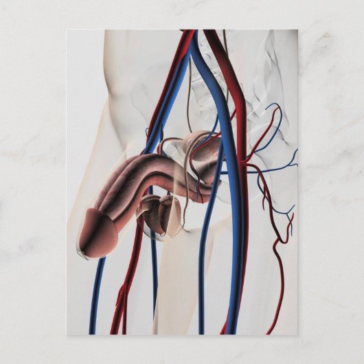 医療イラストレーション：男性生殖器系4 ポストカード (正面)