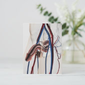 医療イラストレーション：男性生殖器系4 ポストカード (スタンド正面)