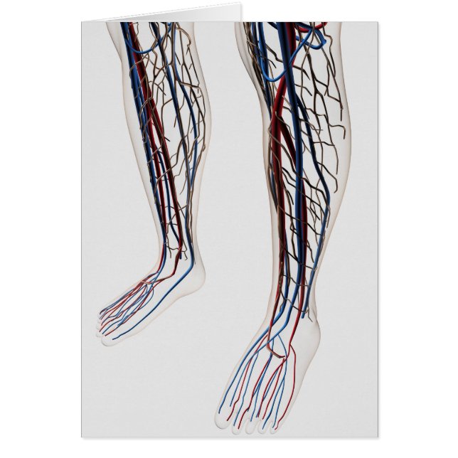 医療用イラストレーション動脈3 (正面)