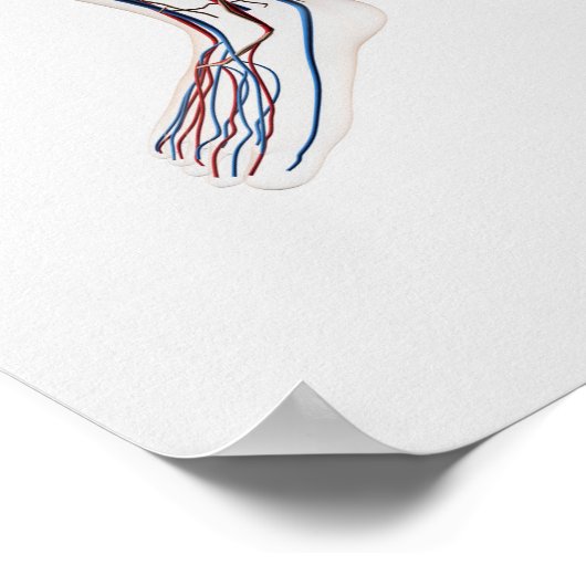 医療用イラストレーション動脈3 ポスター (角)