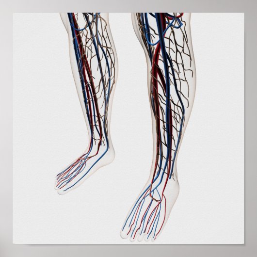医療用イラストレーション動脈3 ポスター (正面)
