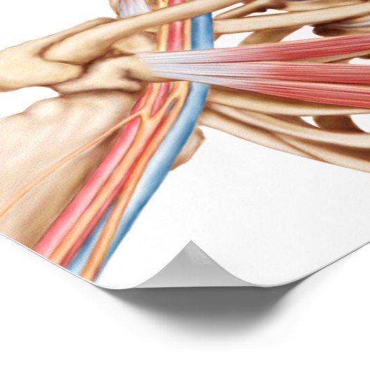 医療用イラストレーション詳細胸部コンセント ポスター (角)