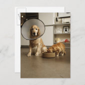 医療用カラー座っているゴールデンレトリバー犬 ポストカード (正面/裏面)