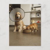 医療用カラー座っているゴールデンレトリバー犬 ポストカード (正面)